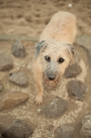 Picture of Lurcher on rocks
