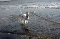 Picture of Lurcher on running out of the sea, all photographer's profit from this image go to greyhound charities and rescue organisations