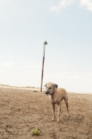 Picture of Lurcher on sandy beach