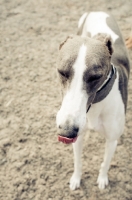 Picture of Lurcher on sand