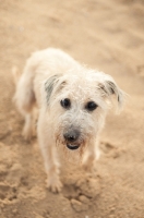 Picture of Lurcher on sand