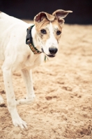 Picture of Lurcher on sand