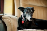 Picture of Lurcher on sofa