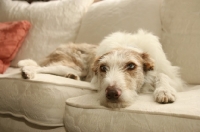 Picture of Lurcher on sofa