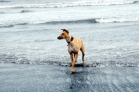 Picture of Lurcher on standing in sea, all photographer's profit from this image go to greyhound charities and rescue organisations