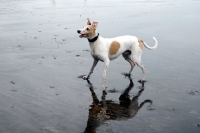 Picture of Lurcher on standing on beach, all photographer's profit from this image go to greyhound charities and rescue organisations