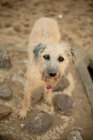 Picture of Lurcher on stones