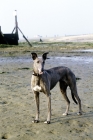Picture of lurcher on the beach