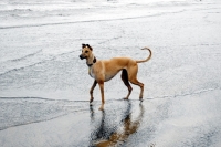 Picture of Lurcher on walking on beach, all photographer's profit from this image go to greyhound charities and rescue organisations