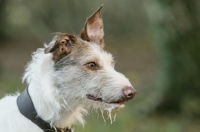 Picture of Lurcher, one ear up