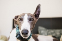 Picture of Lurcher, one ear up