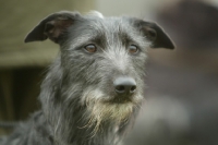 Picture of Lurcher portrait