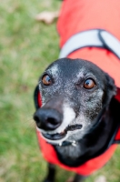 Picture of Lurcher portrait