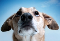 Picture of Lurcher portrait