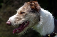 Picture of Lurcher profile