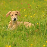 Picture of Lurcher puppy in grass