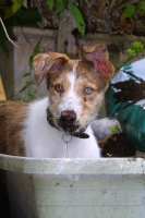 Picture of Lurcher puppy in soil