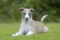 Picture of Lurcher puppy lying on grass