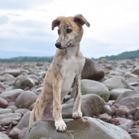 Picture of Lurcher puppy on stones