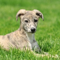 Picture of Lurcher puppy