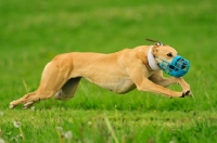 Picture of Lurcher racing, wearing muzzle