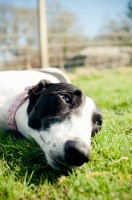 Picture of Lurcher resting