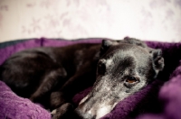 Picture of Lurcher resting