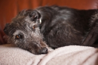 Picture of Lurcher resting