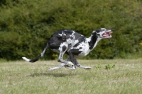 Picture of Lurcher running at high speed