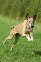 Picture of Lurcher running fast