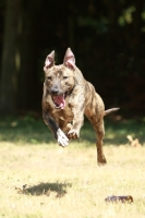 Picture of Lurcher running fast