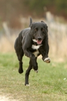 Picture of Lurcher running fast