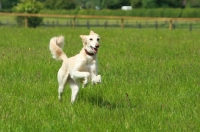 Picture of Lurcher running in field