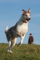 Picture of Lurcher running, man in background