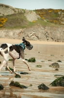 Picture of Lurcher running on beach