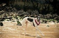 Picture of Lurcher running on beach