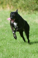Picture of Lurcher running on grass