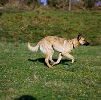 Picture of lurcher running on grass