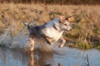 Picture of Lurcher running through water