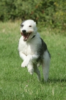 Picture of Lurcher running