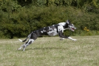 Picture of Lurcher running