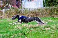 Picture of Lurcher running