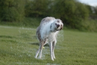 Picture of Lurcher shaking of water