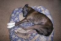 Picture of lurcher, sheeba, x greyhound, feet in bandages after operation