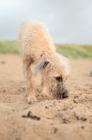 Picture of Lurcher smelling sand on beach