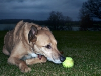 Picture of Lurcher sniffing at tennis ball