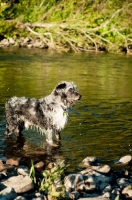 Picture of Lurcher standing in river