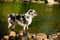 Picture of Lurcher standing in water