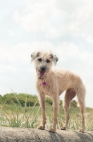 Picture of Lurcher standing near beach