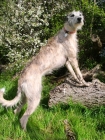 Picture of Lurcher standing on log, all photographer's profit from this image go to greyhound charities and rescue organisations